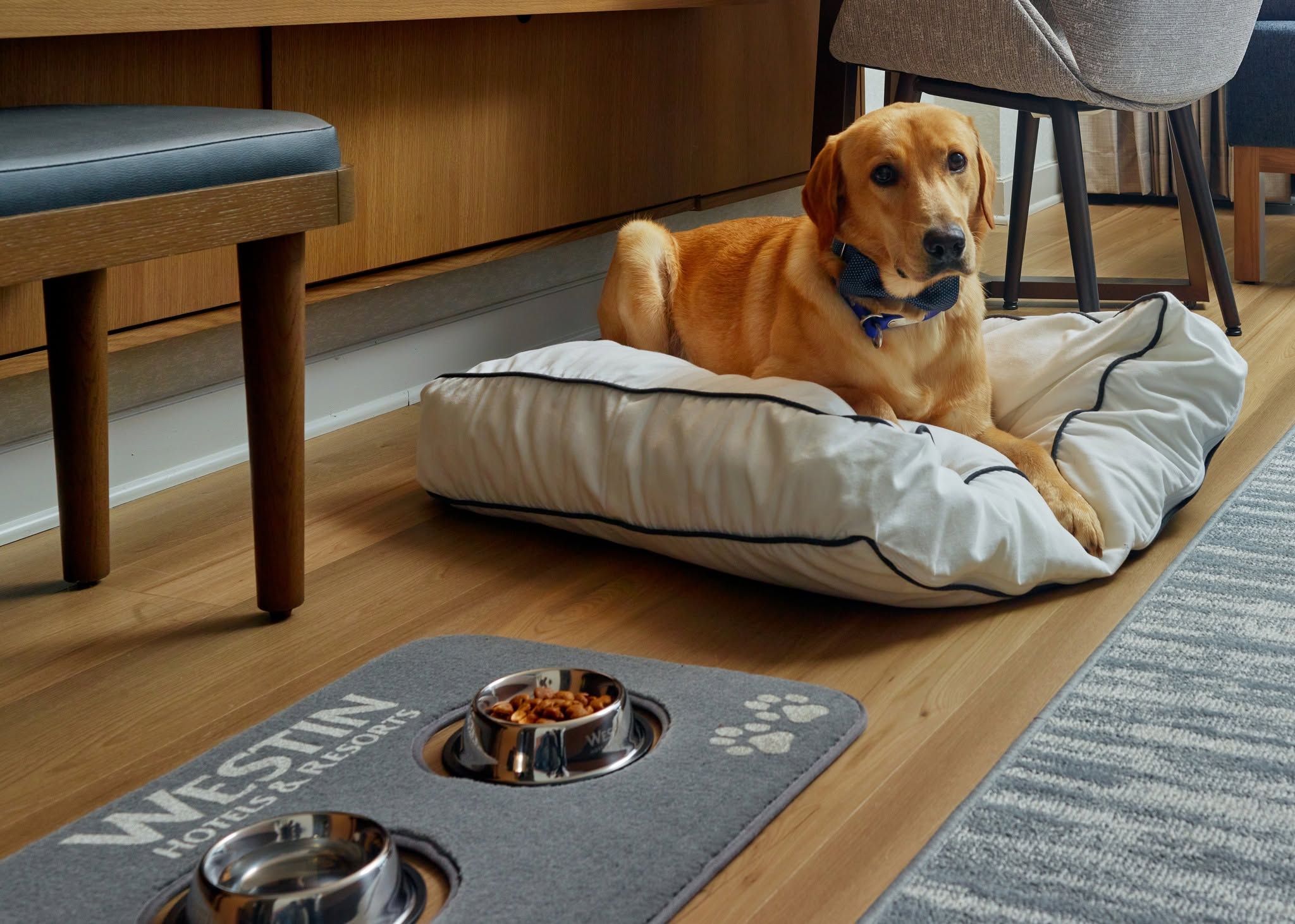 pet friendly rooms in hotel with dog on pillow