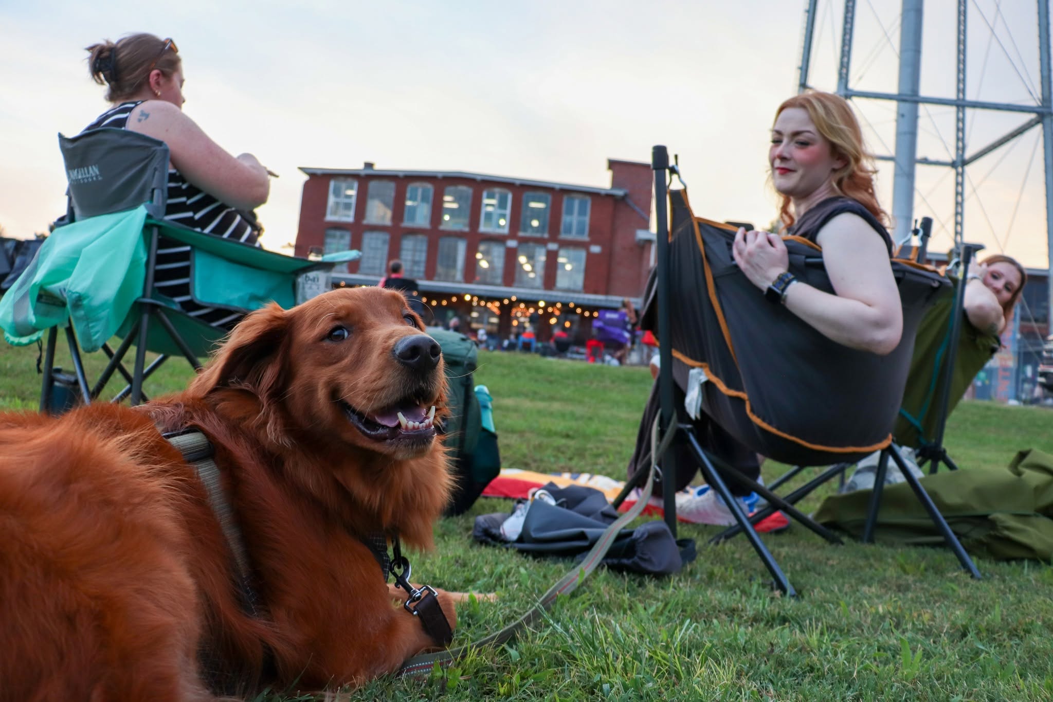 dog friendly outdoor event with building red brick and old glass